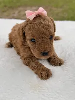 Sandy - F1bb Micro Goldendoodle , a female Miniature Goldendoodle for sale in Frostproof, FL – 6 of 6