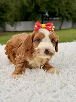 Rylee - toy , a female Miniature Goldendoodle for sale in Frostproof, FL – 3 of 7