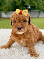 Rosie - Toy , a female Miniature Goldendoodle for sale in Frostproof, FL – 8 of 10