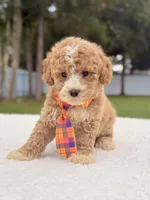 Denver - Toy Goldendoodle , a male Miniature Goldendoodle for sale in Frostproof, FL – 8 of 9