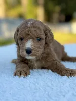 Carly - F1bb Toy Goldendoodle , a female Goldendoodle and Miniature Goldendoodle for sale in Frostproof, FL – 5 of 7