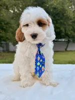 Enzo - F1bb Mini Cavapoo , a male Cavapoo for sale in Frostproof, FL – 2 of 10