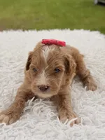 Sky - F1bb Micro Goldendoodle , a female Miniature Goldendoodle for sale in Frostproof, FL – 4 of 8