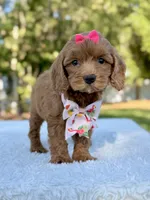 Kathy - Toy , a female Miniature Bernedoodle for sale in Frostproof, FL – 2 of 8