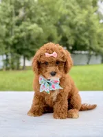Rosie - Toy Goldendoodle , a female Miniature Goldendoodle for sale in Frostproof, FL – 6 of 9