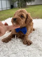 Simba - Micro Goldendoodle , a male Miniature Goldendoodle for sale in Frostproof, FL – 3 of 8