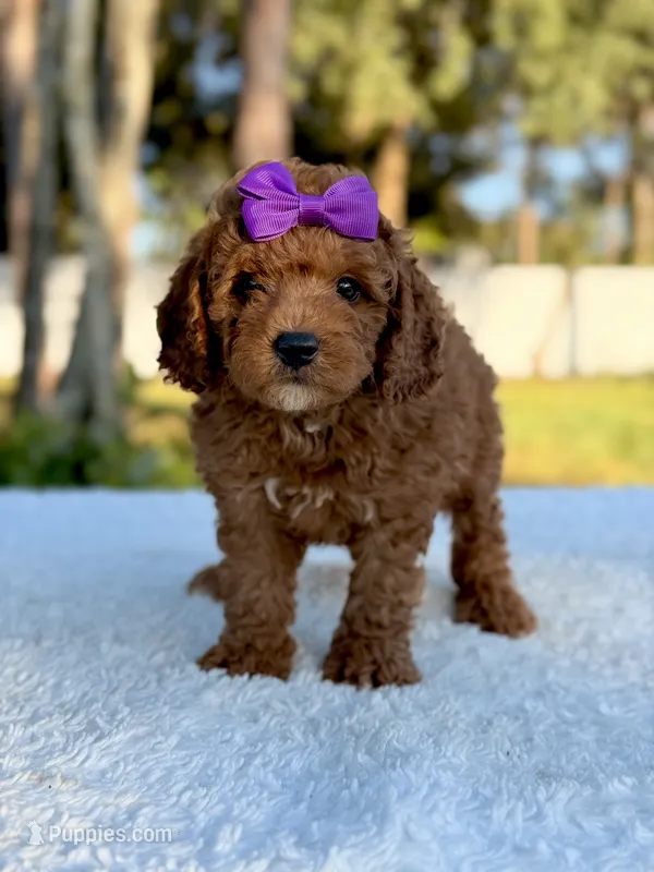 Cora - F1bb Toy Goldendoodle female  – Goldendoodle, Miniature Goldendoodle puppy for sale in Frostproof, FL
