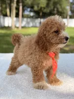 Sammy - F1bb Micro Goldendoodle , a male Miniature Goldendoodle for sale in Frostproof, FL – 2 of 8