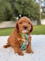 Robert  - Toy , a male Miniature Goldendoodle for sale in Frostproof, FL – 6 of 10