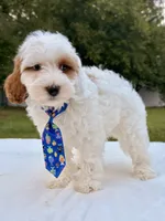 Enzo - F1bb Mini Cavapoo , a male Cavapoo for sale in Frostproof, FL – 3 of 10