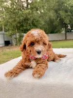 Ethan F1bb Mini Cavapoo , a male Cavapoo for sale in Frostproof, FL – 5 of 10