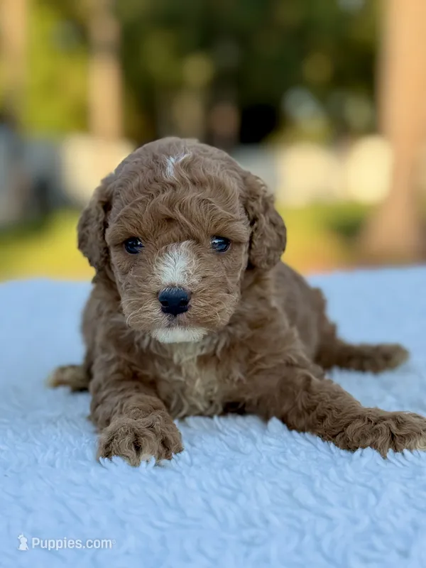 Carly - F1bb Toy Goldendoodle  – Goldendoodle, Miniature Goldendoodle puppy for sale in Frostproof, FL
