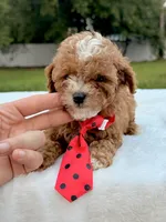 Eddie - F1bb Mini Cavapoo , a male Cavapoo for sale in Frostproof, FL – 7 of 10