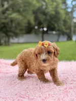 Sky - F1bb Micro Goldendoodle , a female Miniature Goldendoodle for sale in Frostproof, FL – 5 of 10