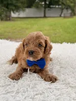 Simba - Micro Goldendoodle , a male Miniature Goldendoodle for sale in Frostproof, FL – 2 of 8