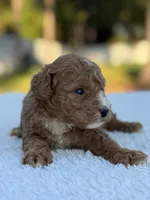 Carly - F1bb Toy Goldendoodle , a female Goldendoodle and Miniature Goldendoodle for sale in Frostproof, FL – 3 of 7