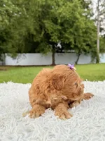 Reese - Toy , a female Miniature Goldendoodle for sale in Frostproof, FL – 5 of 8