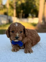 Casper F1bb Toy Goldendoodle , a female Goldendoodle and Miniature Goldendoodle for sale in Frostproof, FL – 6 of 9
