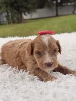 Sky - F1bb Micro Goldendoodle , a female Miniature Goldendoodle for sale in Frostproof, FL – 5 of 8