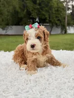Romy - Toy , a female Miniature Goldendoodle for sale in Frostproof, FL – 8 of 10