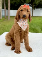 Emma - F1b Standard Goldendoodle , a female Goldendoodle for sale in Frostproof, FL – 4 of 9
