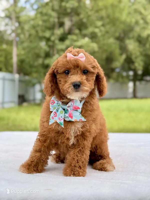 Rosie - Toy Goldendoodle  – Miniature Goldendoodle puppy for sale in Frostproof, FL