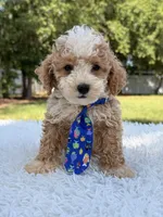 Goofy - Mini Bernedoodle , a male Miniature Bernedoodle for sale in Frostproof, FL – 6 of 10