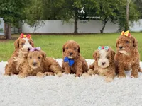 Robert  - Toy , a male Miniature Goldendoodle for sale in Frostproof, FL – 5 of 7