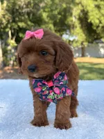 Rose - Micro, a female Miniature Bernedoodle for sale in Frostproof, FL – 9 of 9