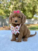 Kathy - Toy , a female Miniature Bernedoodle for sale in Frostproof, FL – 5 of 8