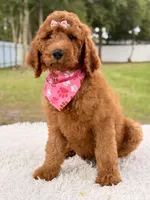 Precious F1b Standard Female , a female Goldendoodle for sale in Frostproof, FL – 9 of 10