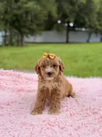 Sky - F1bb Micro Goldendoodle , a female Miniature Goldendoodle for sale in Frostproof, FL – 2 of 10