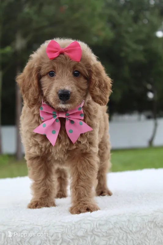 Hope - Minj  – Goldendoodle, Miniature Goldendoodle puppy for sale in Frostproof, FL