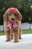 Hope - Minj , a female Goldendoodle and Miniature Goldendoodle for sale in Frostproof, FL – 1 of 7