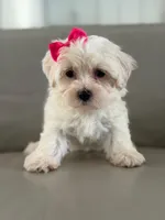 Princess , a female Morkie for sale in Frostproof, FL – 3 of 10