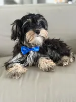 Joe, a male Morkie for sale in Frostproof, FL – 9 of 10
