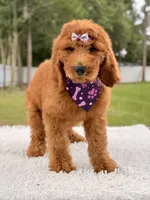 Penelope F1b Standard Goldendoodle, a female Goldendoodle for sale in Frostproof, FL – 10 of 10