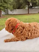 Ethan F1bb Mini Cavapoo , a male Cavapoo for sale in Frostproof, FL – 4 of 10