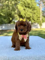 Flower - Toy , a female Miniature Bernedoodle for sale in Frostproof, FL – 5 of 10