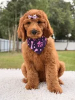 Penelope F1b Standard Goldendoodle, a female Goldendoodle for sale in Frostproof, FL – 8 of 10