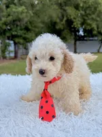 Gio - Mini Bernedoodle , a male Miniature Bernedoodle for sale in Frostproof, FL – 6 of 8