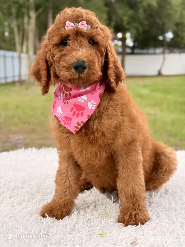 Precious F1b Standard Female  – Goldendoodle puppy for sale in Frostproof, FL