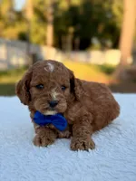 Casper F1bb Toy Goldendoodle , a female Goldendoodle and Miniature Goldendoodle for sale in Frostproof, FL – 5 of 9