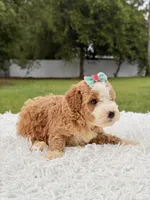 Romy - Toy , a female Miniature Goldendoodle for sale in Frostproof, FL – 9 of 10