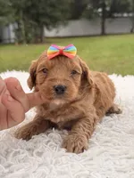 Sasha - F1bb Micro Goldendoodle , a female Miniature Goldendoodle for sale in Frostproof, FL – 6 of 9