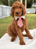 Eddie - F1b Stamdard Goldendoodle Male, a male Goldendoodle for sale in Frostproof, FL – 8 of 9