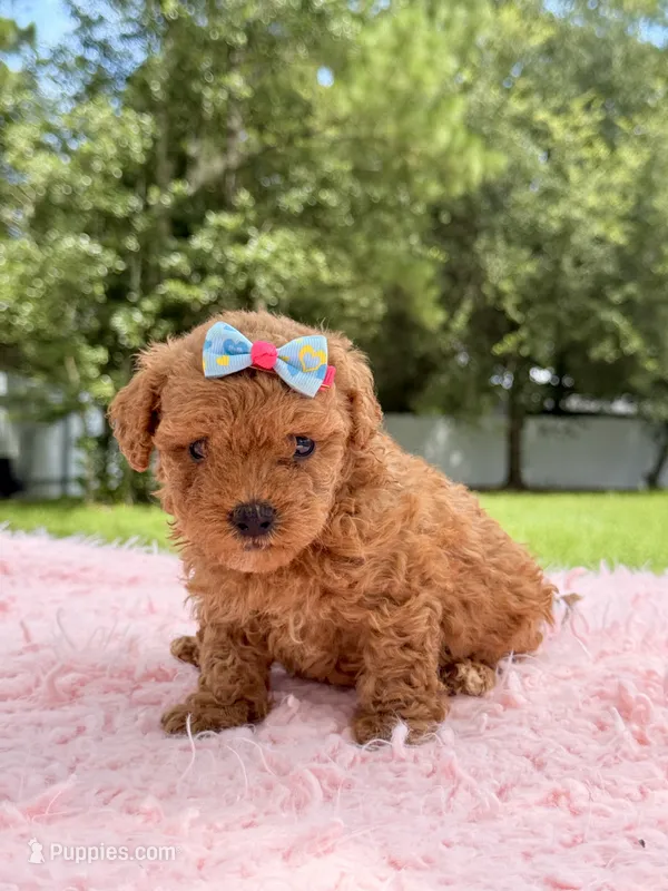 Sadie - Micro Goldendoodle  – Miniature Goldendoodle puppy for sale in Frostproof, FL