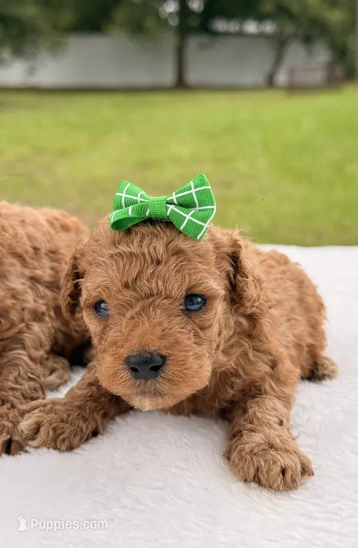 Sadie - Micro Goldendoodle  – Miniature Goldendoodle puppy for sale in Frostproof, FL