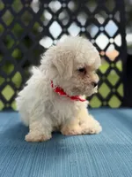 Sammy, a male Morkie for sale in Frostproof, FL – 2 of 6