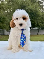 Enzo - F1bb Mini Cavapoo , a male Cavapoo for sale in Frostproof, FL – 5 of 10